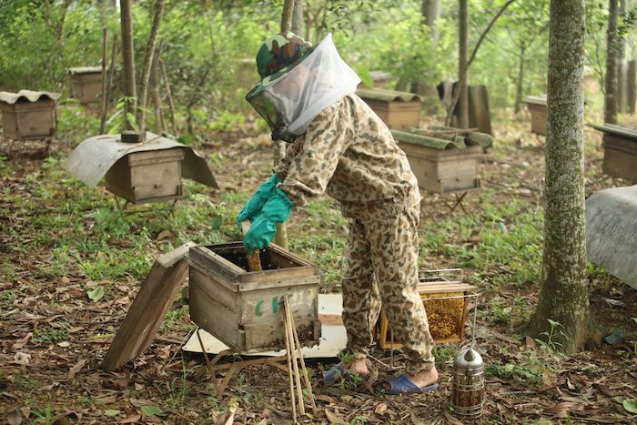 Thu hoạch mật ong tại trang trại Đồng Quê